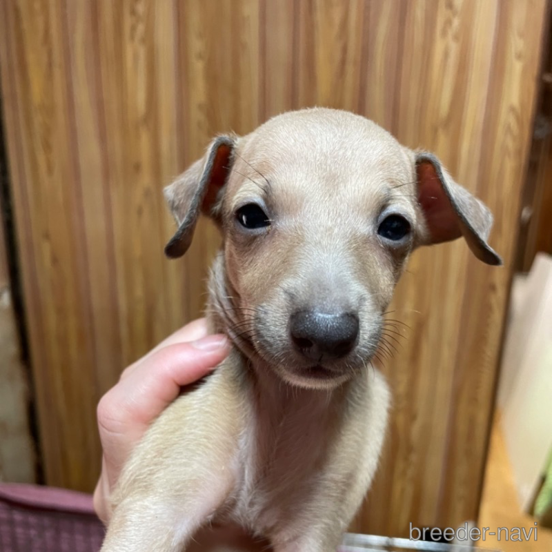 販売中の静岡県のイタリアングレーハウンド(イタグレ)-397152