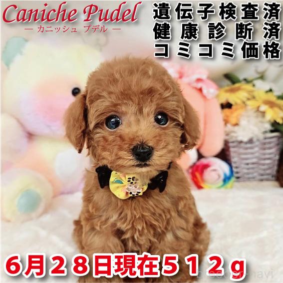 販売中の岐阜県のタイニープードル-394219
