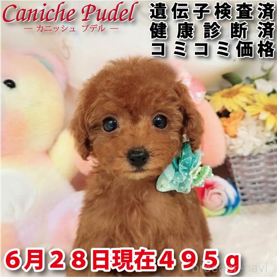 販売中の岐阜県のタイニープードル-394221