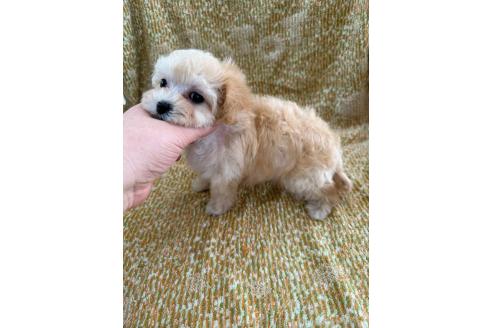 販売中の山形県のミックス犬-396919の4枚目