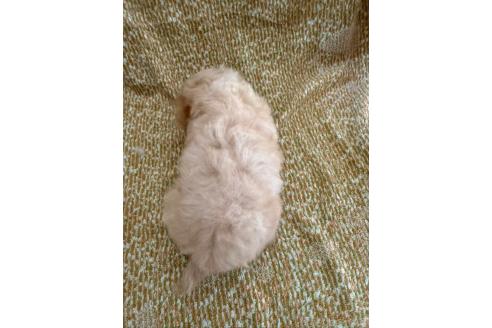 販売中の山形県のミックス犬-396919の3枚目