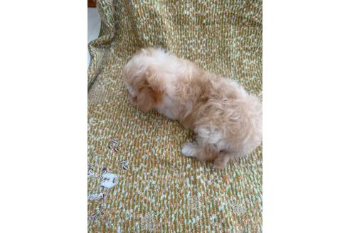 販売中の山形県のミックス犬-396919の2枚目