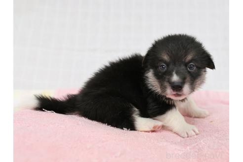 販売中の兵庫県のウェルシュコーギーペンブローク-396930の4枚目