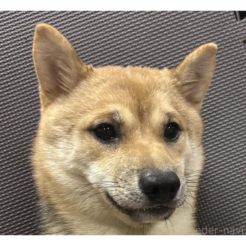 成約済の福岡県の豆柴-354139の15枚目
