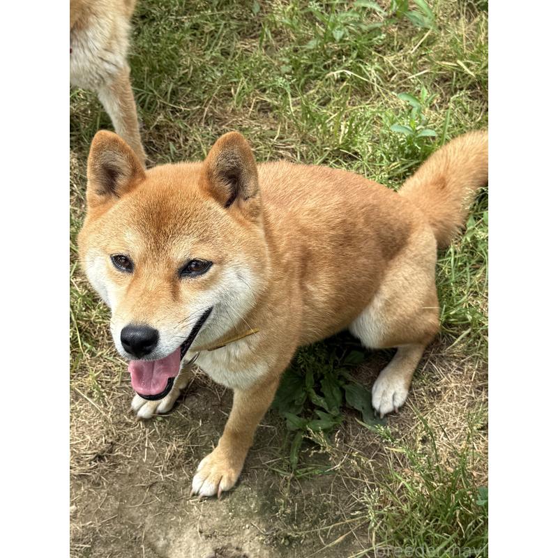 販売中の宮城県の柴犬-397187の4枚目