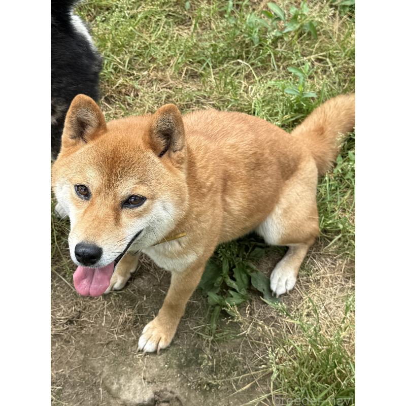 販売中の宮城県の柴犬-397187の3枚目