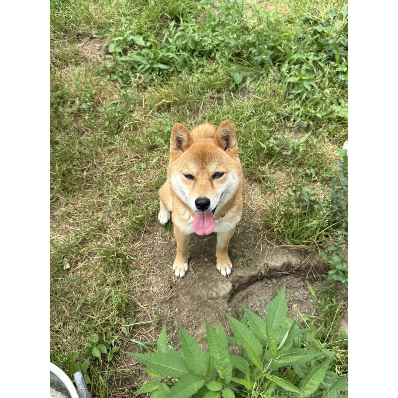 販売中の宮城県の柴犬-397187の2枚目