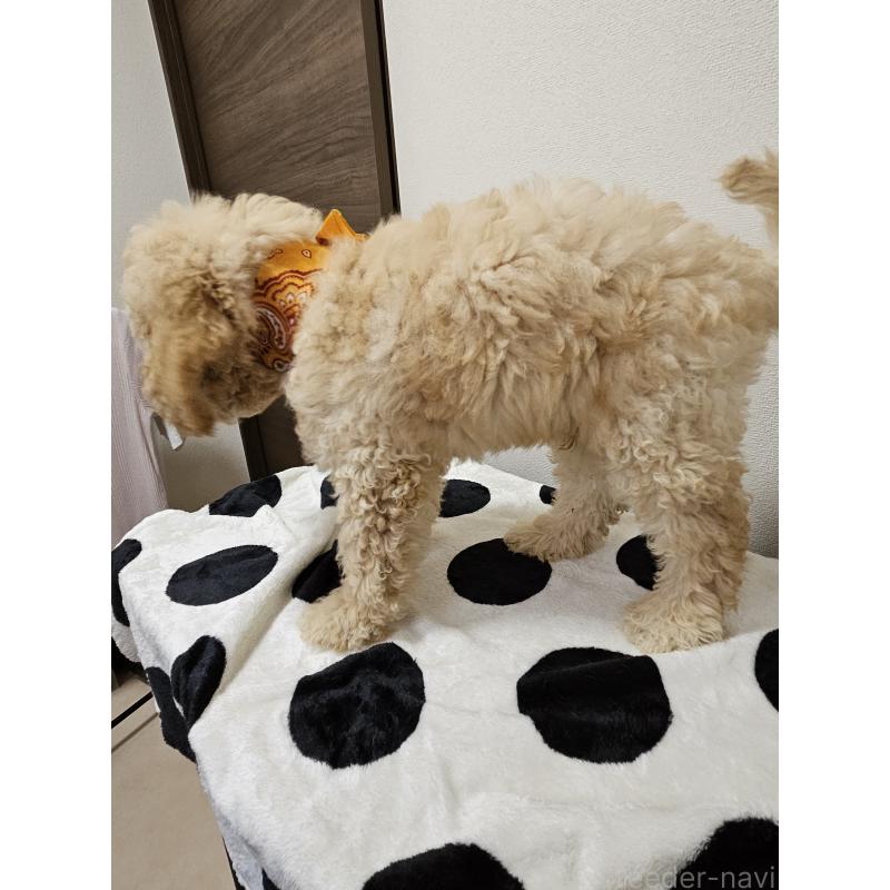 販売中の島根県のミックス犬-397192の4枚目