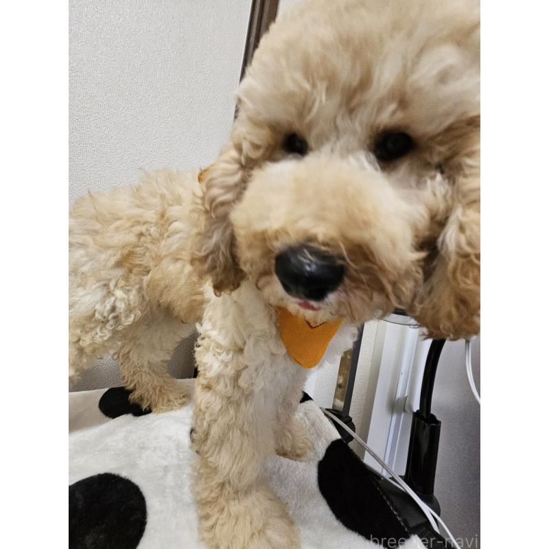 販売中の島根県のミックス犬-397192の3枚目