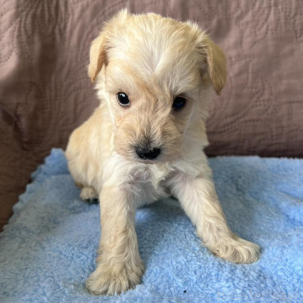 販売中の茨城県のミックス犬-397196の4枚目