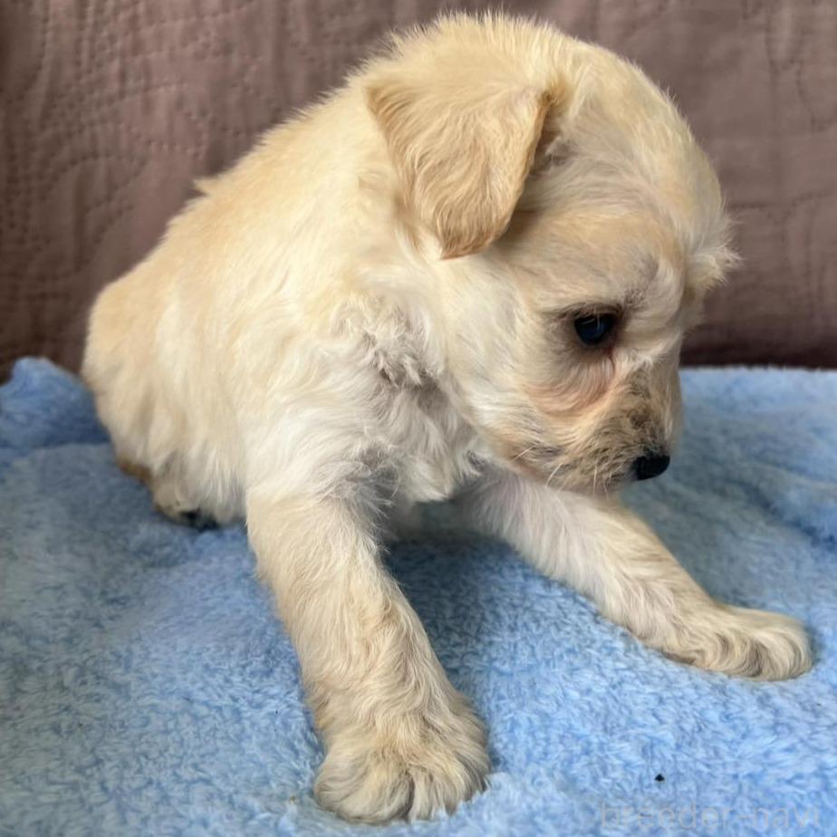 販売中の茨城県のミックス犬-397196の3枚目