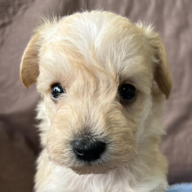 販売中の茨城県のミックス犬-397196の1枚目