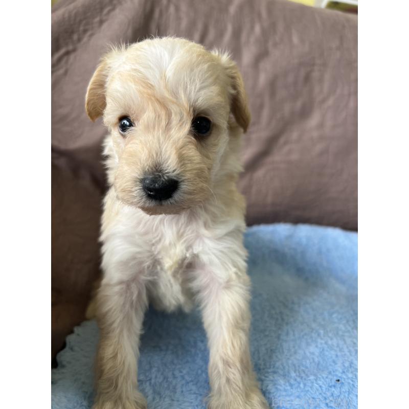 販売中の茨城県のミックス犬-397196の2枚目