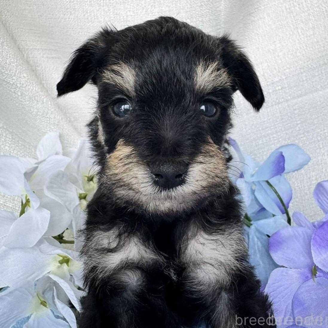 販売中の茨城県のミックス犬-397197