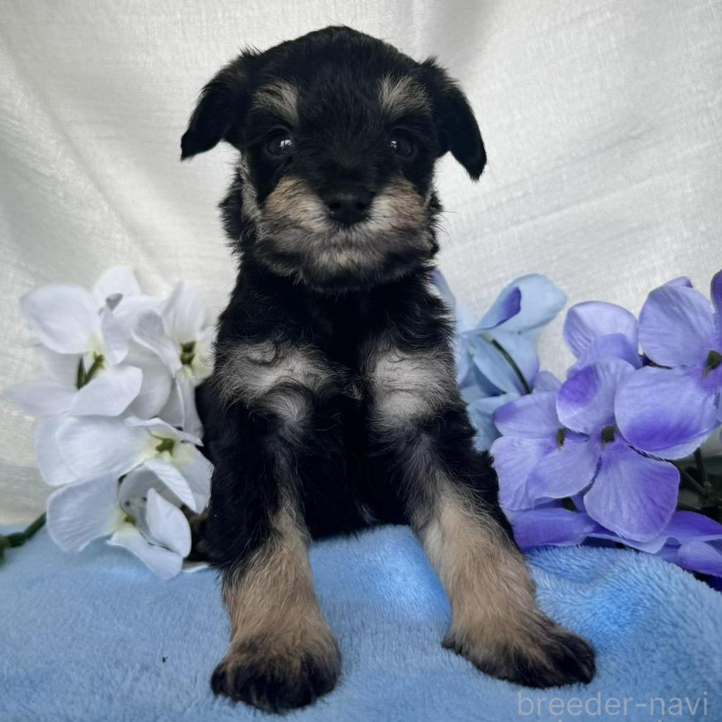 販売中の茨城県のミックス犬-397197の3枚目