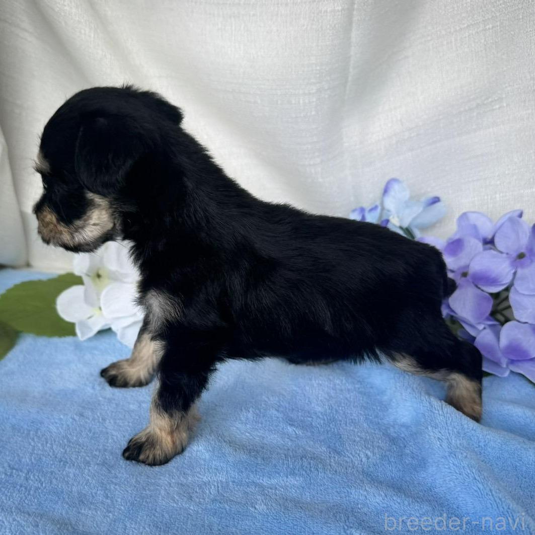 販売中の茨城県のミックス犬-397197の2枚目