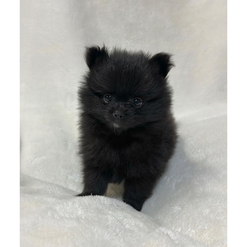 成約済の山口県のポメラニアン-394903の2枚目