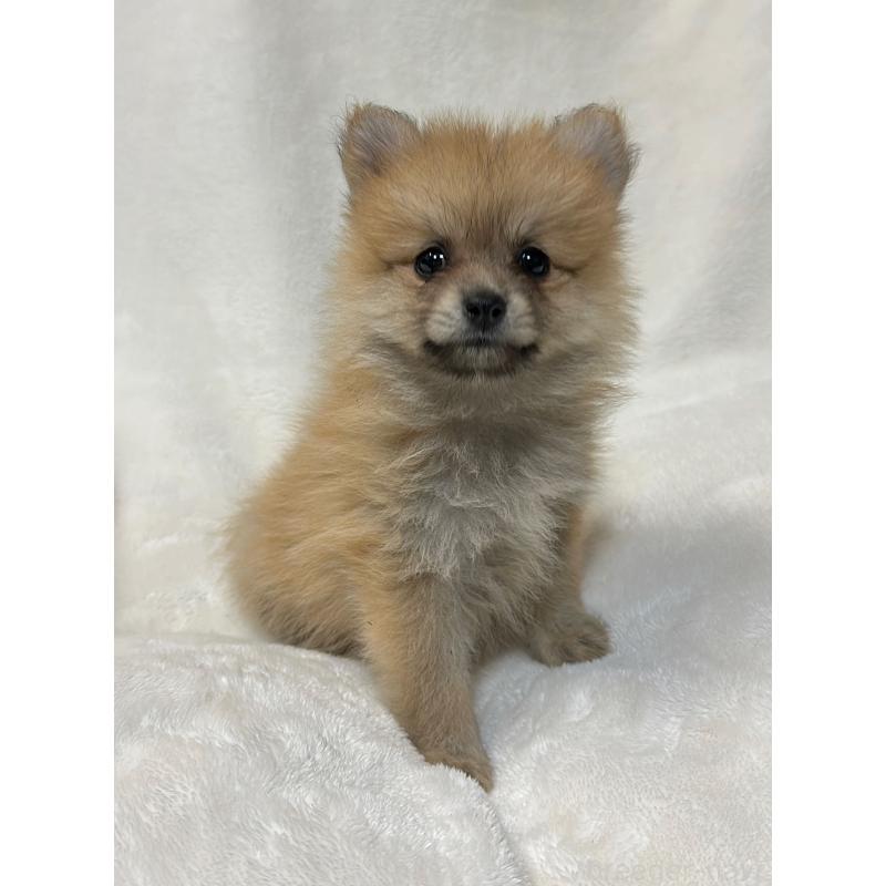 成約済の山口県のポメラニアン-393295の3枚目