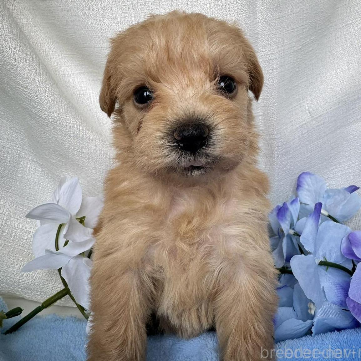 販売中の茨城県のミックス犬-397208