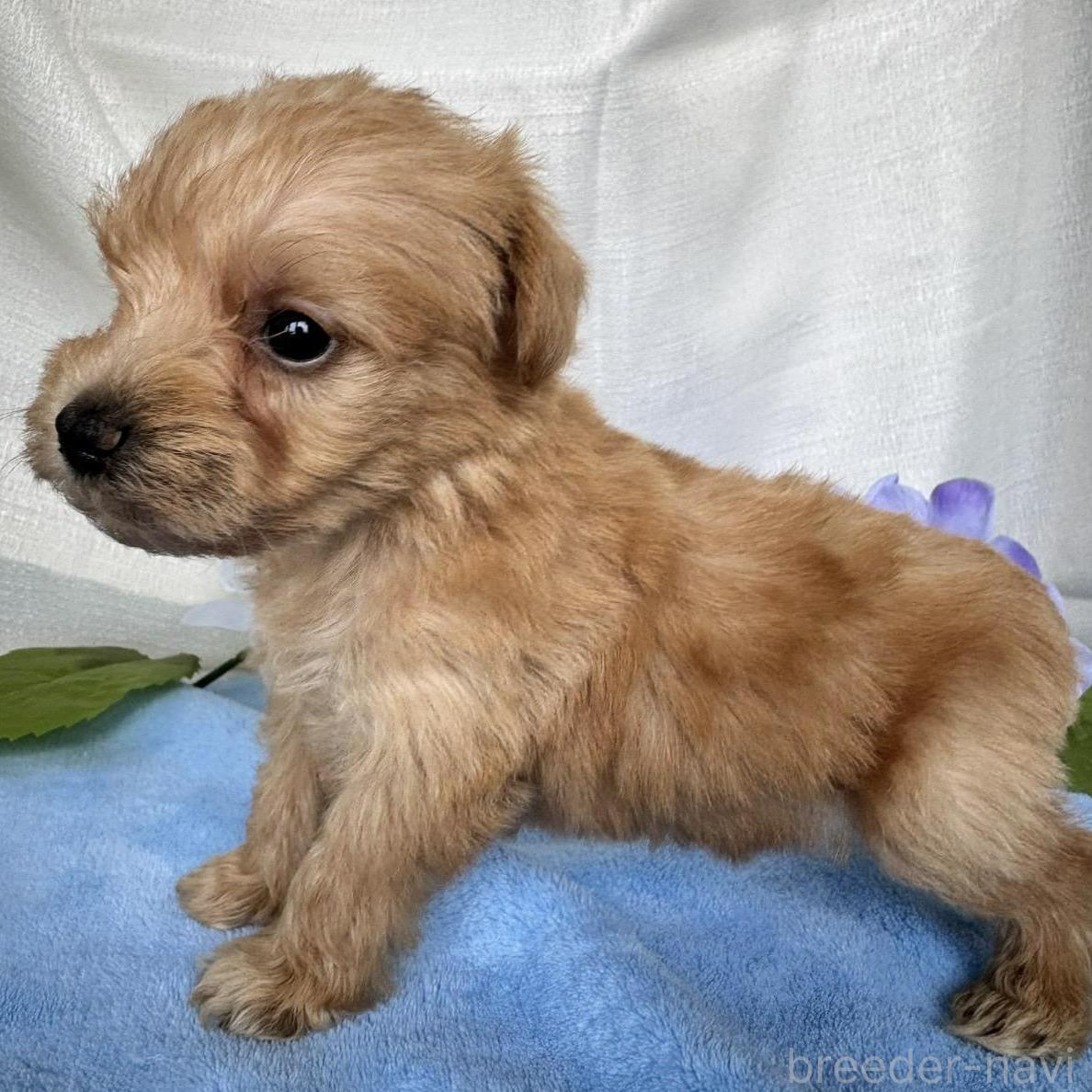 販売中の茨城県のミックス犬-397208の3枚目