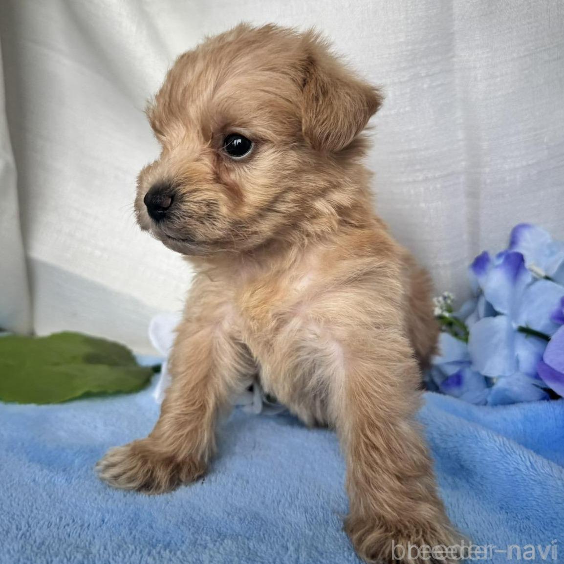 販売中の茨城県のミックス犬-397208の2枚目
