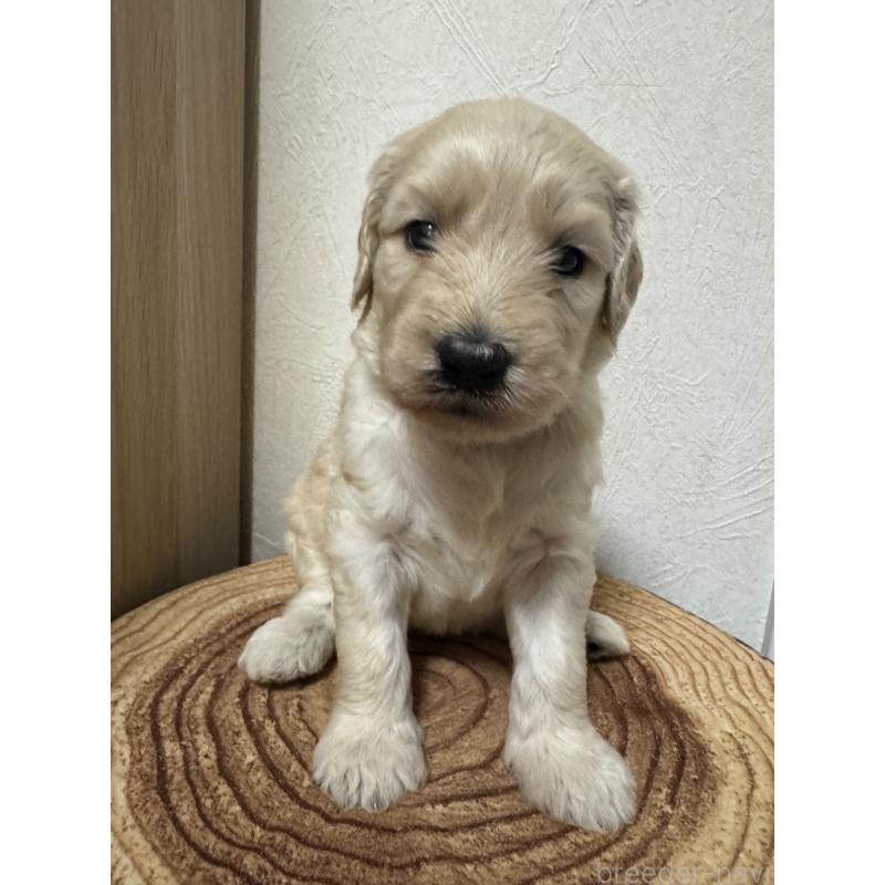 販売中の栃木県のゴールデンドゥードル:ゴールデンレトリーバー×プードル-397217の7枚目