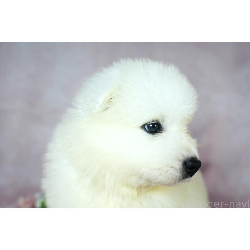 販売中の群馬県のサモエド-393589の4枚目