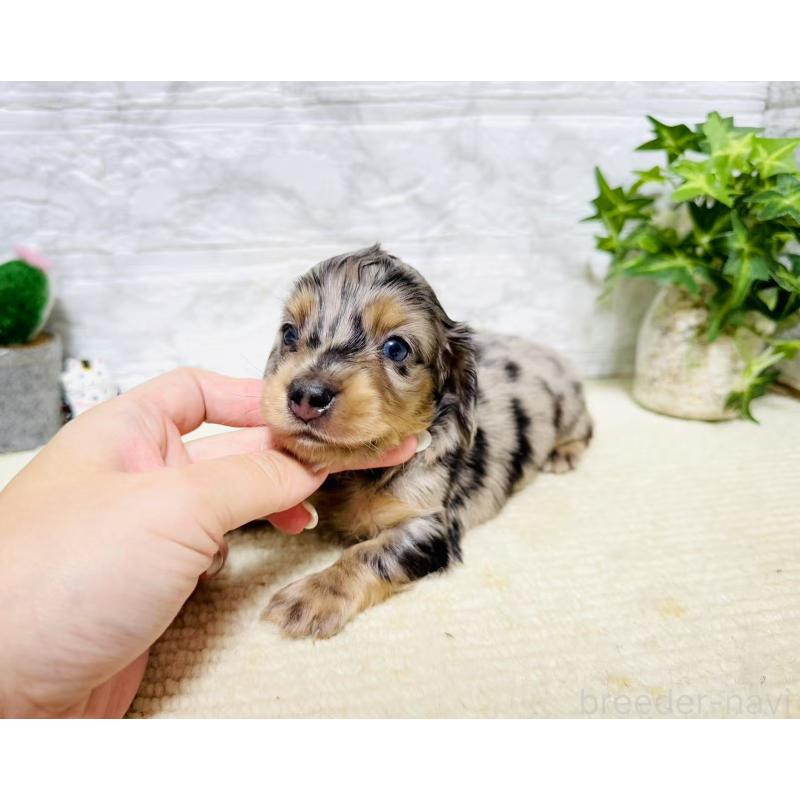 販売中の岐阜県のミニチュアダックスフンド(ロングヘアード)-397240の7枚目