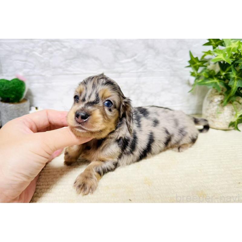 販売中の岐阜県のミニチュアダックスフンド(ロングヘアード)-397240の5枚目