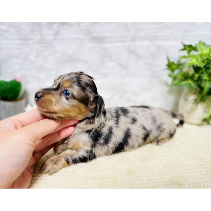 販売中の岐阜県のミニチュアダックスフンド(ロングヘアード)-397240の4枚目