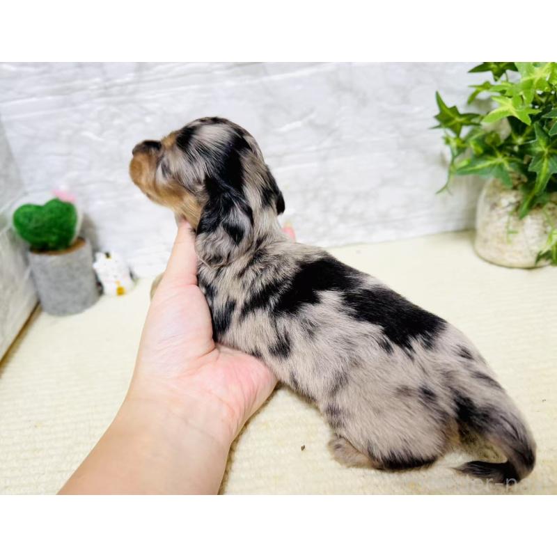 販売中の岐阜県のミニチュアダックスフンド(ロングヘアード)-397240の2枚目
