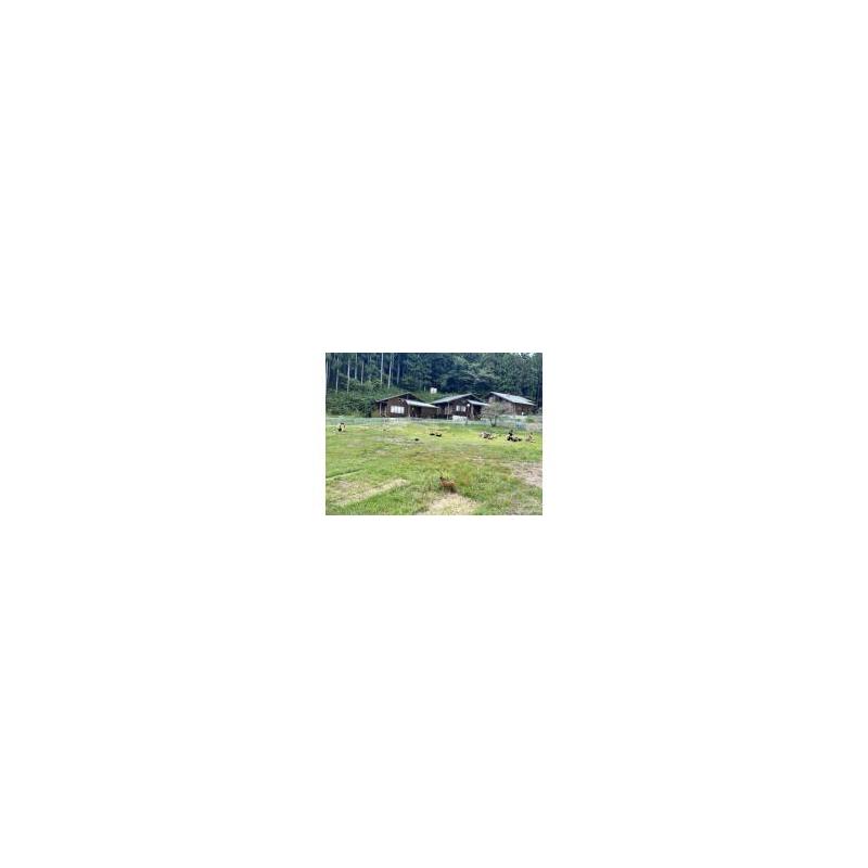 販売中の栃木県のチワズー:チワワ×シーズー-392424の2枚目