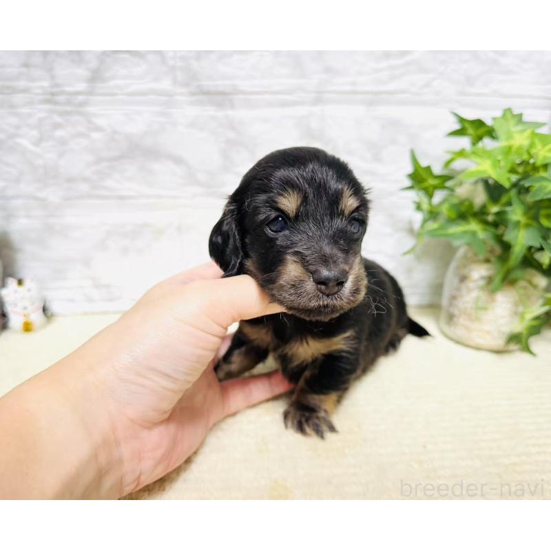 販売中の岐阜県のミニチュアダックスフンド(ロングヘアード)-397252の6枚目