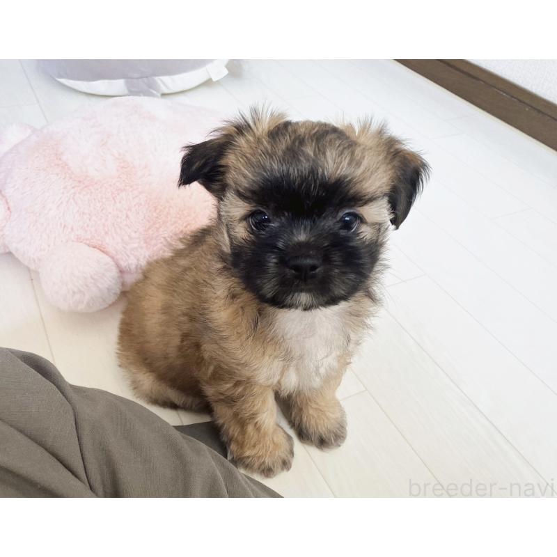 販売中の福岡県のミックス犬-387535