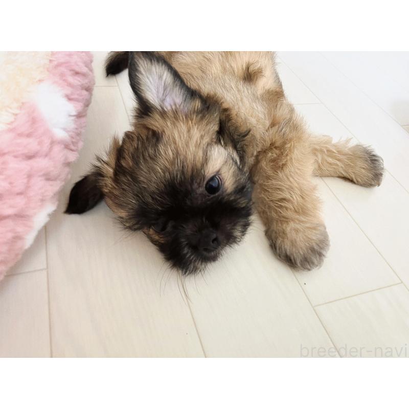 販売中の福岡県のミックス犬-387535の12枚目