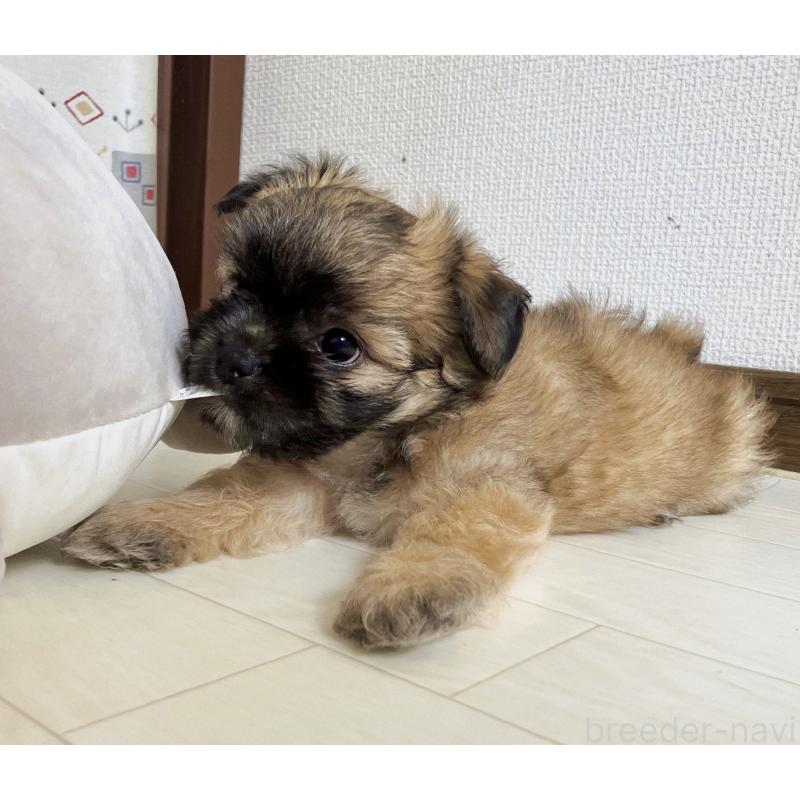販売中の福岡県のミックス犬-387535の11枚目