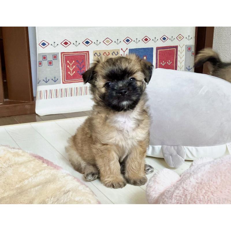 販売中の福岡県のミックス犬-387535の10枚目
