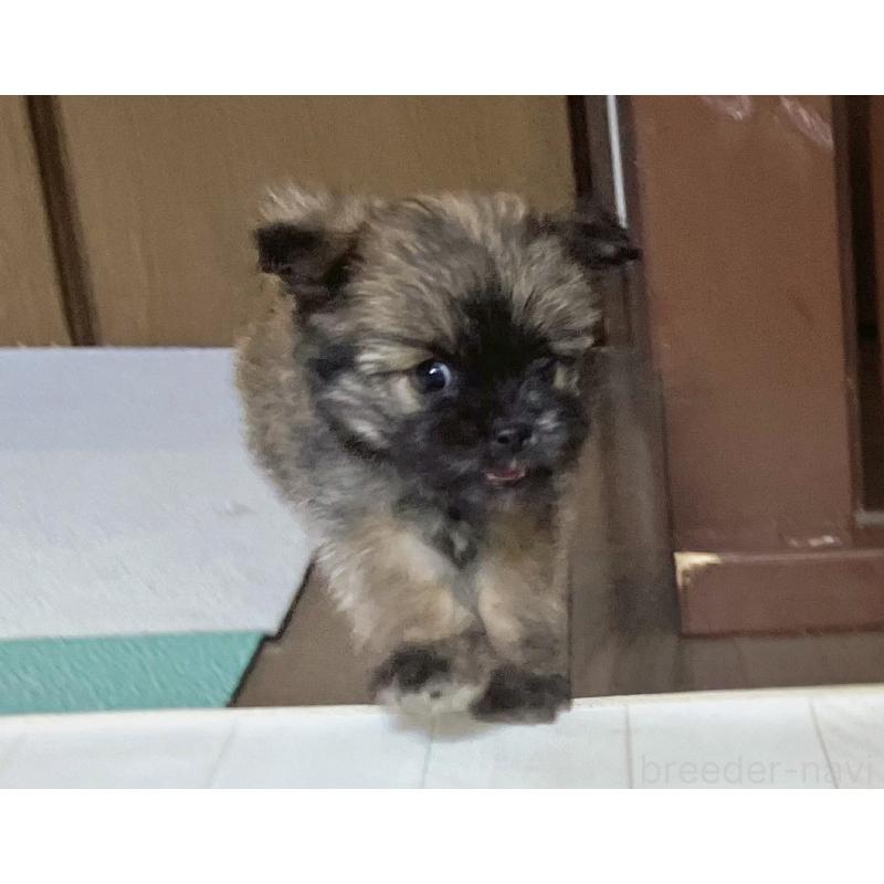 販売中の福岡県のミックス犬-387534の21枚目
