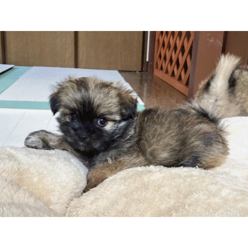 販売中の福岡県のミックス犬-387534