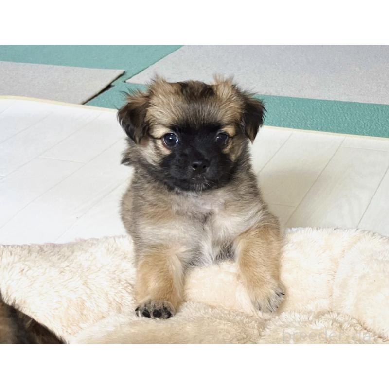 販売中の福岡県のミックス犬-387533の7枚目