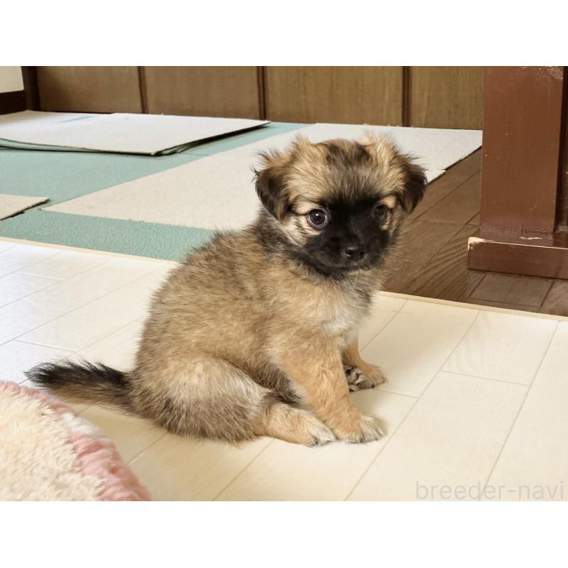 販売中の福岡県のミックス犬-387533の6枚目