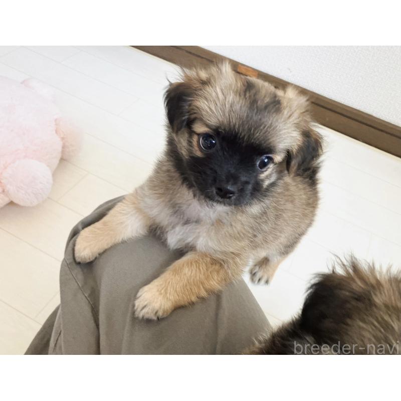 販売中の福岡県のミックス犬-387533の5枚目