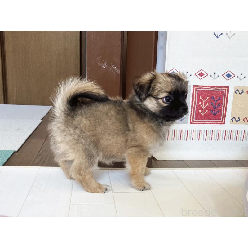販売中の福岡県のミックス犬-387533の4枚目