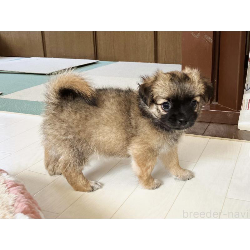 販売中の福岡県のミックス犬-387533の3枚目