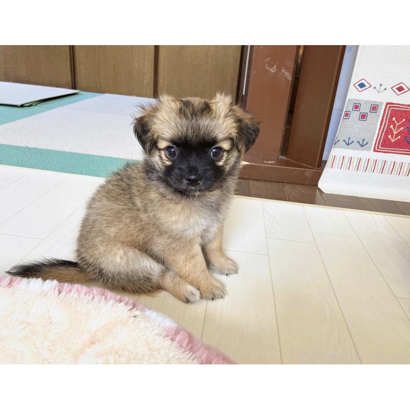 販売中の福岡県のミックス犬-387533の2枚目