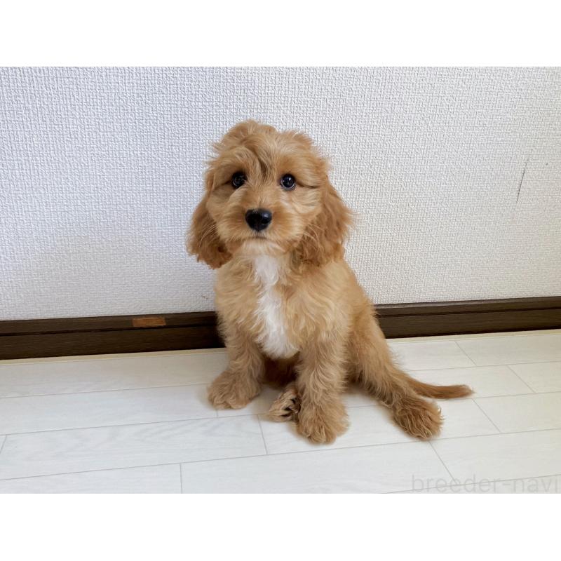 販売中の福岡県のキャバプー:キャバリア×トイプードル-383927の29枚目