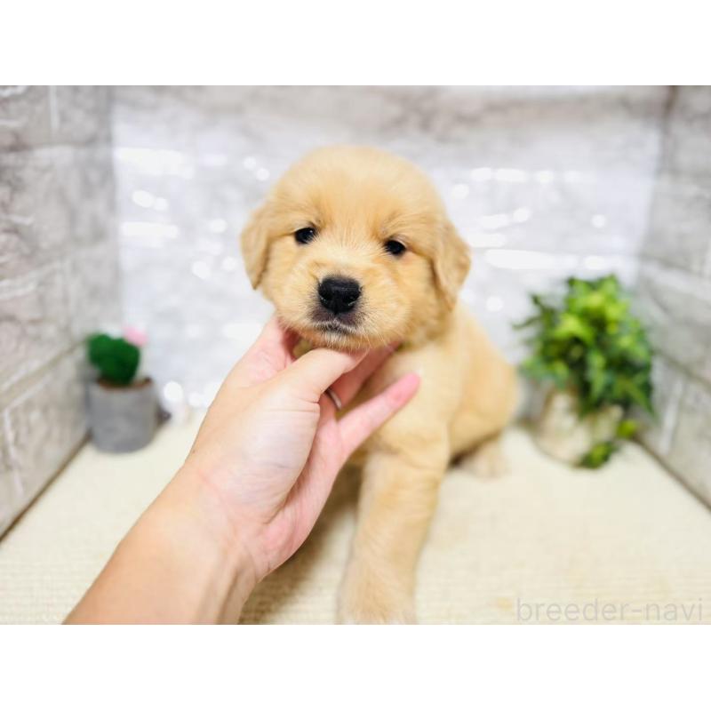 販売中の岐阜県のゴールデンレトリーバー-394595の4枚目