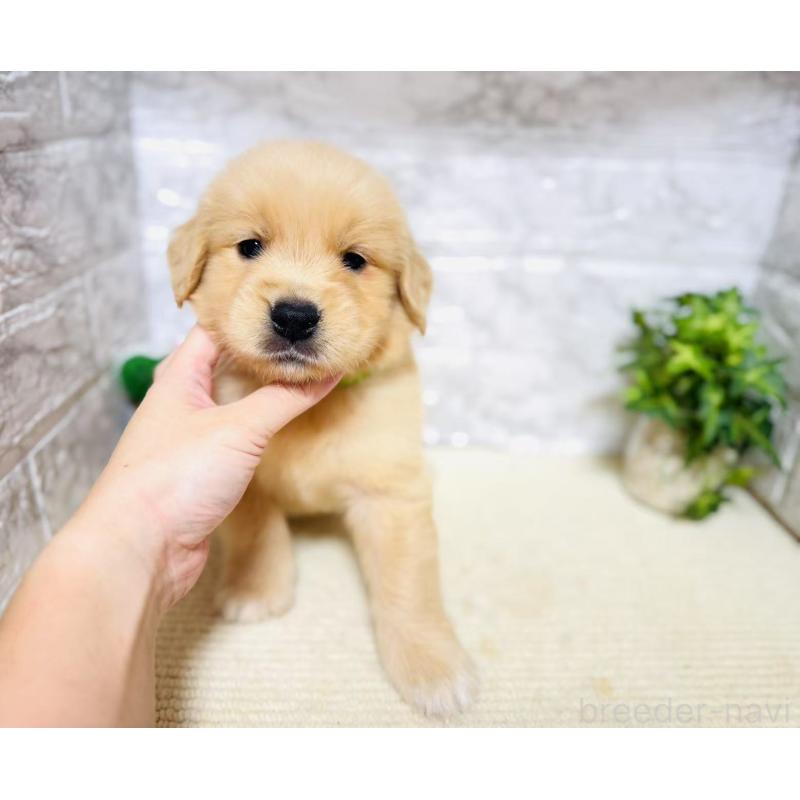 販売中の岐阜県のゴールデンレトリーバー-394595の3枚目
