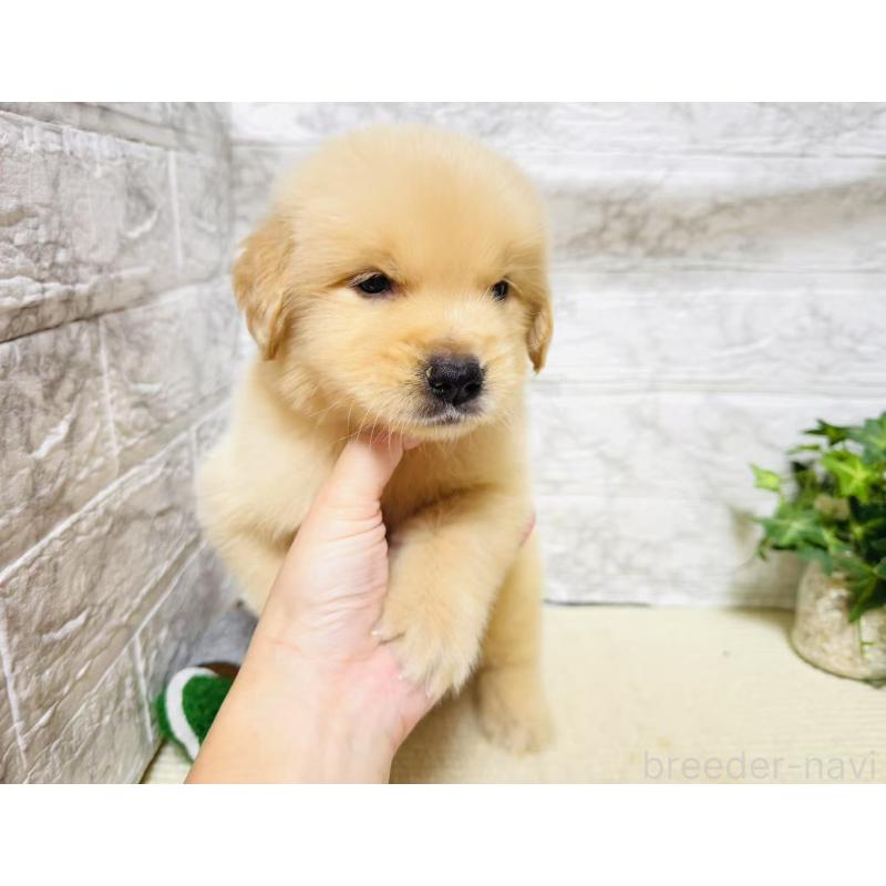 販売中の岐阜県のゴールデンレトリーバー-394591の7枚目