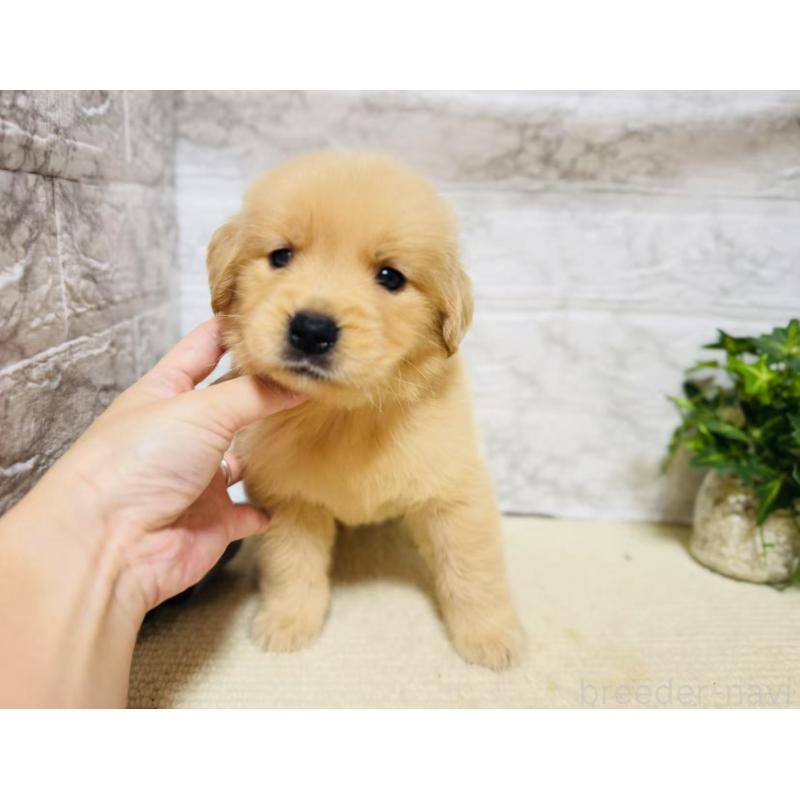 販売中の岐阜県のゴールデンレトリーバー-394598の8枚目